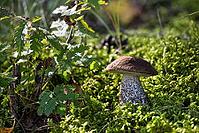 A single birch bolete mushroom stands out against a vibrant carpet of moss, surrounded by green leaves and dappled sunlight in a woodland setting [IBR125492367]