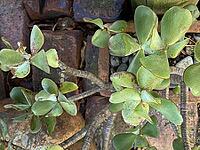 Crassula ovata succulent with thick paddle leaves and woody stems growing among aged bricks and pebbles [IBR125492372]