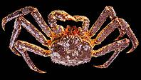 Large live king crab isolated on black background [IBR125492376]