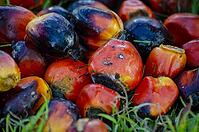 Close from ripe red oil palm fruit after harvest. Investment concept [IBR125492381]
