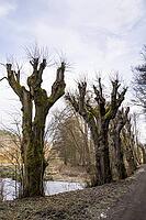 Lime trees near Lämberg (Lembersko) cut in winter 1 [IBR125492389]