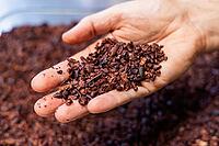 Chocolatier shows a handful of crushed cocoa beans ready to be processed for chocolate production. Selective focus [IBR125492396]