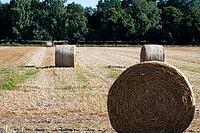 Close-up of straw bales in a field in bright sunlight, surrounded by forest, round bales in a field in summer in 27798 Hude, Germany [IBR125492401]