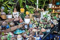 Wide range of Caudex plants and Stephania in ceramic pots on display for sale at private store in Chatuchak, Bangkok, various decorative tropical exotic plants selling at local plant shop in Thailand [IBR125492409]
