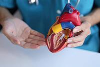 Doctor using heart model to explain blood flows direction [IBR125492410]