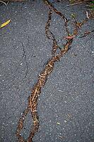 Plant roots break through the asphalt of a surface, visible through fine cracks, migration through nature from 49406 Barnstorf, Diepholz district, Lower Saxony, Germany [IBR125492421]