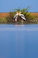 Two painted storks (Mycteria leucocephala) stand close together in shallow water, their vibrant orange beaks touching a graceful moment of symmetry. Wetland background of Mannar, Sri Lanka [IBR125492422]