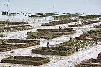 Oyster beds at low tide in Cancal, Brittany, France [IBR125501552]