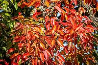 Colourful autumn leaves glow in the sun, Wetterau, Ober-Mörlen, Hesse, Germany [IBR125501555]