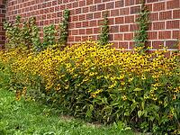 A flowerbed with flowering coneflowers (Echinacea), a wall made of hollow bricks, Soest, Westphalia, North Rhine-Westphalia, Germany [IBR125501556]