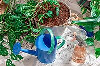 A person waters plants in a home garden. A blue watering can sits beside a spray bottle. Soil is scattered on the white cloth. Green leaves are visible around the pot [IBR125501560]