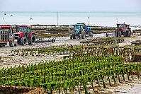 Oysterfishermen harvesting and caring for their oyster beds in Cancal, Brittany, France [IBR125501562]