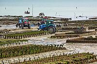 Oysterfishermen harvesting and caring for their oyster beds in Cancal, Brittany, France [IBR125501565]
