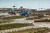 Oysterfishermen harvesting and caring for their oyster beds in Cancal, Brittany, France [IBR125501566]