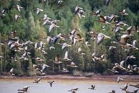 Greylag geese (Anser anser), in flight, a huge flock, Sielmann's Wanninchen Nature Reserve, Brandenburg, Germany [IBR125501567]