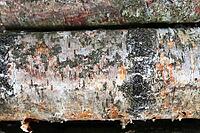 Detailed close up view on different wood surfaces showing planks logs and wooden walls in high resolution [IBR125501574]