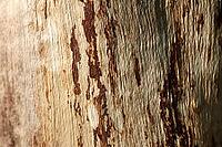 Detailed close up view on different wood surfaces showing planks logs and wooden walls in high resolution [IBR125501575]