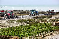 Oysterfishermen harvesting and caring for their oyster beds in Cancal, Brittany, France [IBR125501577]