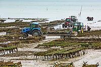 Oysterfishermen harvesting and caring for their oyster beds in Cancal, Brittany, France [IBR125501581]