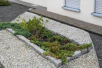 Shrub grows from a bed with stones, rock garden, gravel garden, front garden, Westphalia, North Rhine-Westphalia, Germany [IBR125501584]