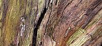 Detailed close up view on different wood surfaces showing planks logs and wooden walls in high resolution [IBR125501588]