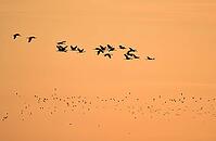 Cranes flying at sunrise, Mecklenburg-Vorpommern, Germany [IBR125501589]