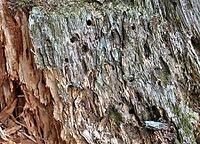 Detailed close up view on different wood surfaces showing planks logs and wooden walls in high resolution [IBR125501591]