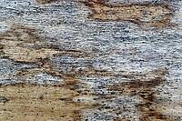 Detailed close up view on different wood surfaces showing planks logs and wooden walls in high resolution [IBR125501593]