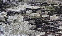 Detailed close up view on different wood surfaces showing planks logs and wooden walls in high resolution [IBR125501597]