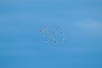 A flock of birds flies high in the clear blue sky: Alpine sandpipers (Calidris alpina), Nothafen, Vorpommersche Boddenlandschaft National Park, Zingst, Darss, the Baltic Sea, Mecklenburg-Western Pomerania, Germany [IBR125501600]
