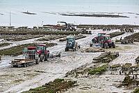 Oysterfishermen harvesting and caring for their oyster beds in Cancal, Brittany, France [IBR125501602]