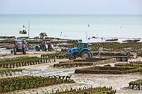 Oysterfishermen harvesting and caring for their oyster beds in Cancal, Brittany, France [IBR125501603]
