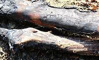 Detailed close up view on different wood surfaces showing planks logs and wooden walls in high resolution [IBR125501608]