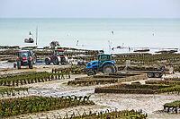 Oysterfishermen harvesting and caring for their oyster beds in Cancal, Brittany, France [IBR125501612]