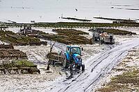 Oysterfishermen harvesting and caring for their oyster beds in Cancal, Brittany, France [IBR125501623]