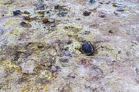 Steaming hot springs on the volcanic sulphur fields of Iceland [IBR125501625]