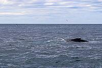 Close up of humpback whale off coast of Iceland [IBR125501627]