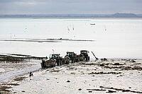 Oysterfishermen harvesting and caring for their oyster beds in Cancal, Brittany, France [IBR125501629]
