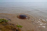 Beached compass jellyfish (Chrysaora hysoscella), Adriatic Sea, Punta Marina, Ravenna, Emilia-Romagna, Italy [IBR125521081]