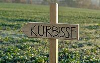 A hand-lettered wooden sign with the inscription Pumpkins shows the way in a green field, Burgstetten, Germany [IBR125521087]