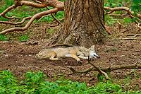A wolf rests outstretched on the forest floor in front of the trunk of a large tree, Wolf, (Canis Lupus), Germany [IBR125521092]