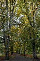 Horse chestnuts (Castanea hippocastanum), autumn foliage, Lower Saxony, Germany [IBR125521093]