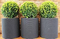 Three modern pots with spherical trimmed decorative Buxus tree [IBR125521100]