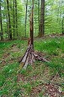 Land Art, nature art, arrangement of tree bark, broken tree, deciduous trees, nature conservation, forest, Upper Danube nature park Park, Sigmaringen district, Baden-Württemberg, Germany [IBR125521107]