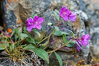 Broad-leaved willowherb (Epilobium latifolium), Arctic willowherb, evening primrose family (Onagraceae), autumn, Arctic tundra, West Greenland, Greenland [IBR125521108]