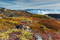 Acrtic tundra in autumn colors against icebergs, autumn, Disko Bay, Ilulissat, West Greenland, Greenland [IBR125521110]