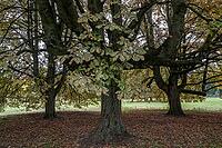 Horse chestnuts (Castanea hippocastanum), autumn foliage, Lower Saxony, Germany [IBR125521113]