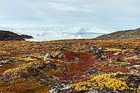 Acrtic tundra in autumn colors against icebergs, autumn, Disco Bay, Ilulissat, West Greenland, Greenland [IBR125521122]
