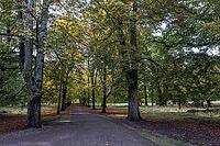 Horse chestnuts (Castanea hippocastanum), autumn foliage, Lower Saxony, Germany [IBR125521126]