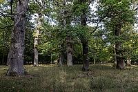 Old English oaks (Quercus robur), Hanover, Lower Saxony, Germany [IBR125521134]